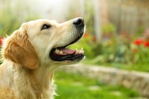 Fördelar och nackdelar med laserlek för ditt husdjur