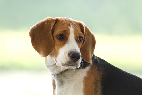 En beagle tittar åt sidan.