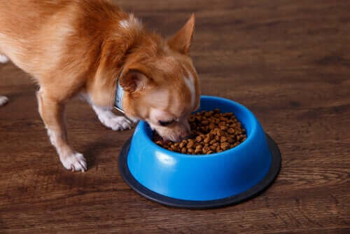 En liten hund äter sin mat.