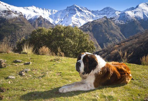 En beskyddande hund i Alperna.