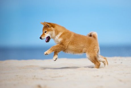 Lekande hund på stranden