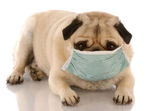 Hälsoproblem hos hundar orsakade av smutsiga miljöer