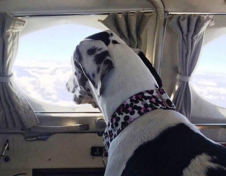 En hund tittar ut genom ett flygplansfönster.
