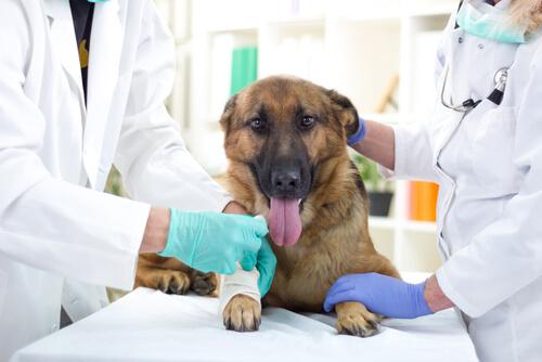 Hur veterinärtjänster fungerar och vad du bör tänka på