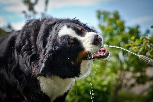Om hunden dricker väldigt mycket vatten