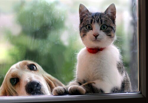 En katt och en hund sitter bredvid varandra och tittar ut genom fönstret.