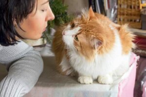 Lär dig hur man kan uppfostra en vänlig katt