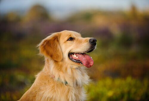 Sällskapshunden golden retriever: en perfekt hund för familjer