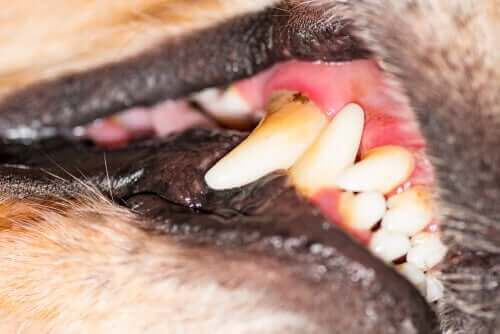 Tandköttssjukdom hos hundar: symtom och behandling
