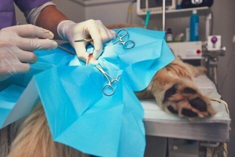 Hund genomgår kirurgi för hemangiosarkom hos hundar