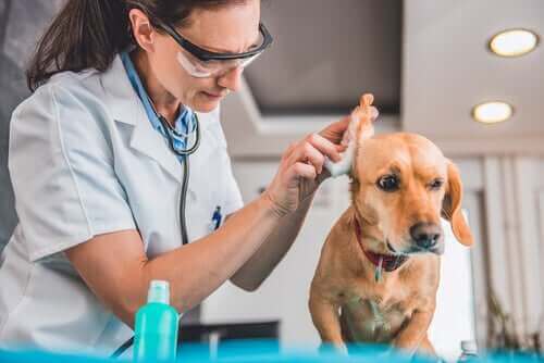 Tre symptom på infektioner hos hundar