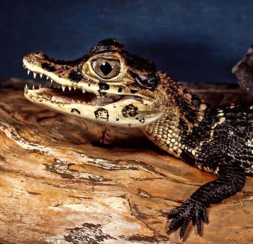 Krokodilunge på stam