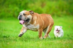 Brakycefalt syndrom hos hundar – vad är det?