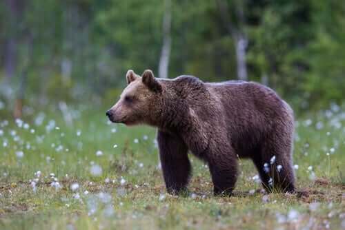Bevara den biologiska mångfalden: björnar