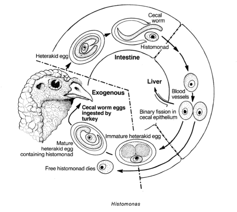 Livscykel an protozo histomonas.