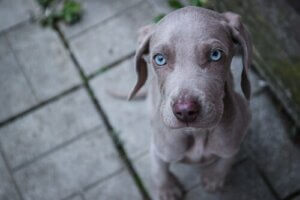Söta och intressanta hundraser med blå ögon