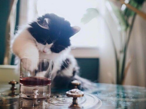 Katt med tassen i ett glas.