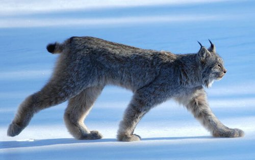 Lodjur promenerar på snön på jakt efter rov.