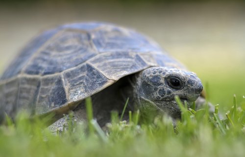 Sköldpadda i gräs.