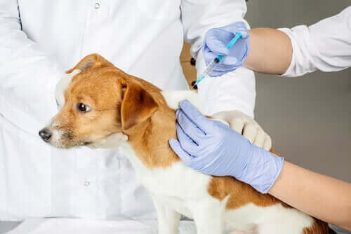 Hund bli vaccinerad hos veterinären.