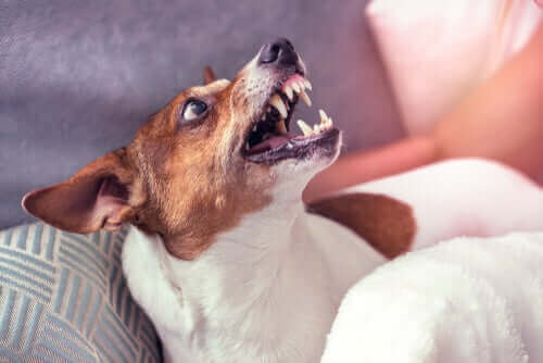 Aggressiv hund visar tänder.