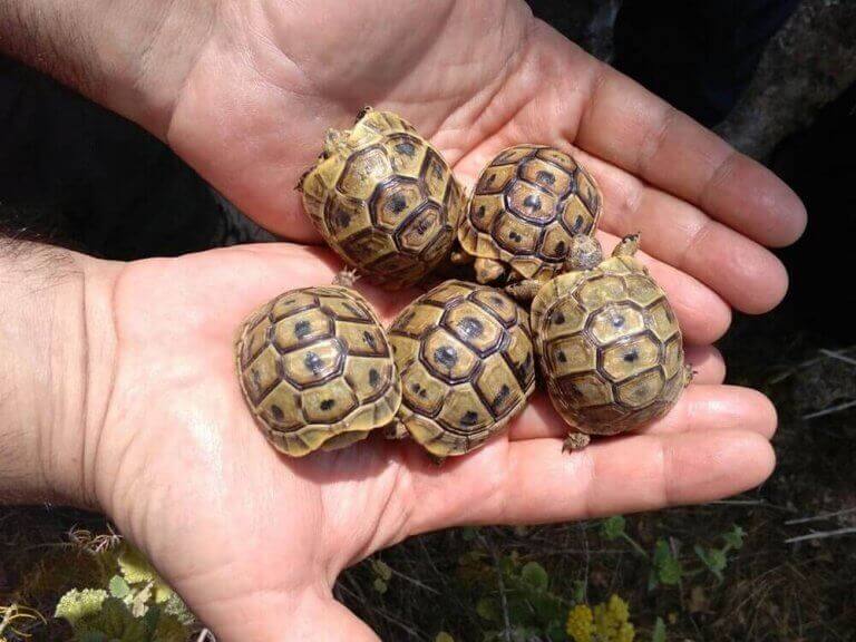 Morisk landsköldpaddebebisar i ett par utsträckta händer.