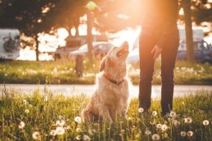 För- och nackdelar med att ta hunden till parken
