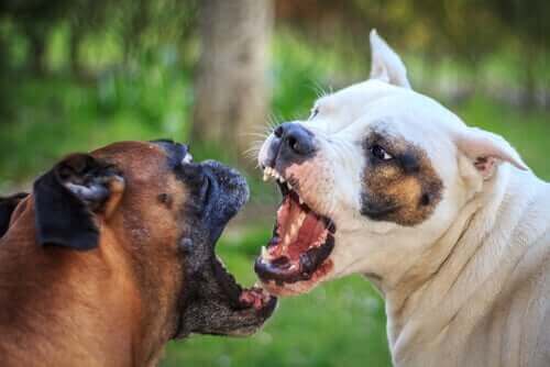 Två aggressiva hundar slåss.