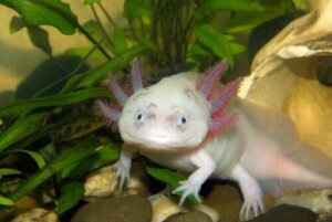 Vad är den mystiska axolotlen för slags djur?