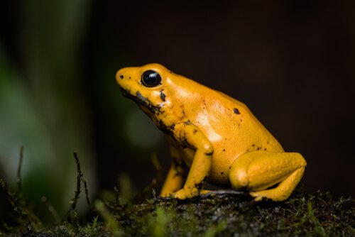 Fakta om den gula pilgiftsgrodan: en giftig amfibie