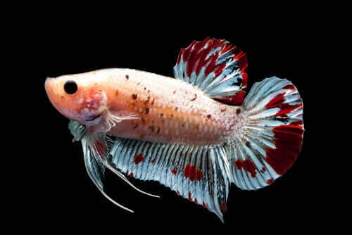 En fisk med vackra färgglada fenor.