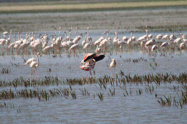 Flamingos vid en stor sjö.