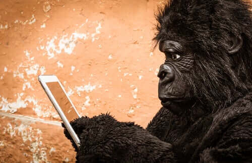 Gorilla spelar på elektronisk platta.