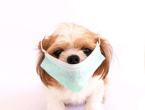 6 väldigt smittsamma sjukdomarna hos hundar
