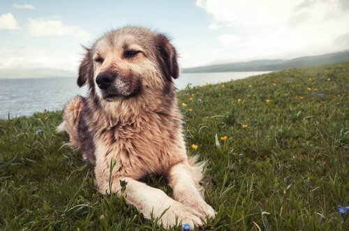 7 typer av beteendeproblem hos våra hundar