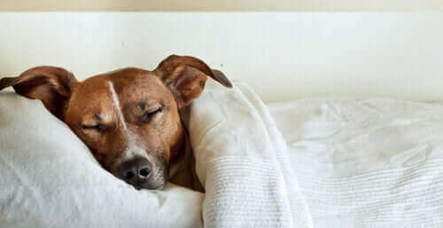 Hund med magont vilar i en säng.