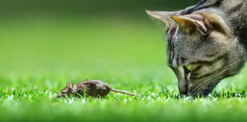 katt använder sina morrhår för att jaga en mus.