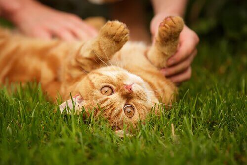 Katt rullar på gräsmattan.
