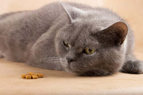 Katt vägrar äta sitt torrfoder.