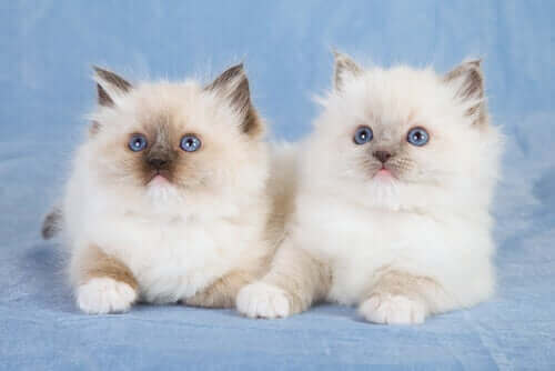 Katter med blå ögon.