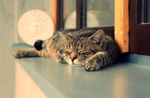 7 skäl till att katter sover mer under dagen än på natten