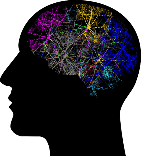 Neuroner i den mänskliga hjärnan.