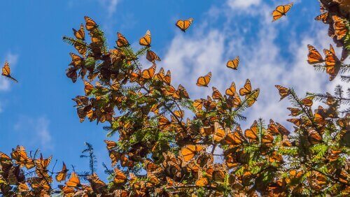 Monarkfjärilar i träden i Kalifornien.
