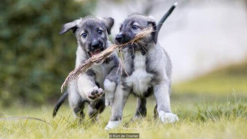 Lär dig om det första fallet med identiska hundtvillingar