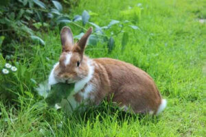 mat som är farlig för kaniner: kanin ute äter blad