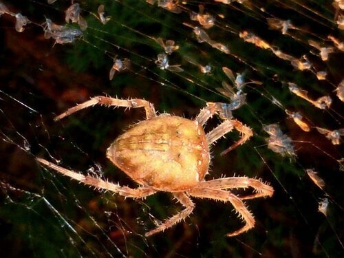 Fakta om klotspindlar: Vävarspindel i nät.