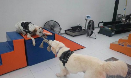 Body Dog: Ta en titt på det första gymmet för hundar