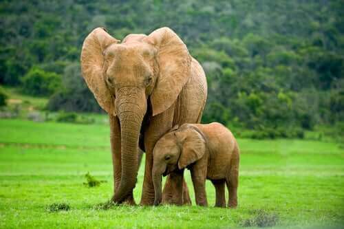 En elefantkalv står bredvid sin mamma.