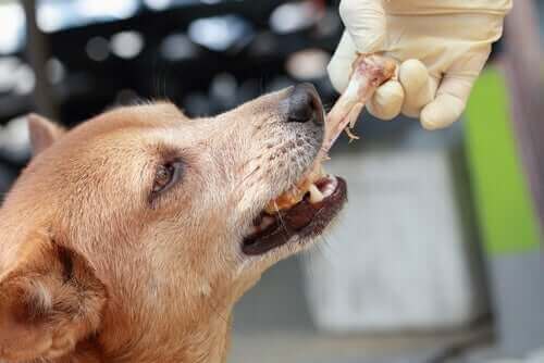 Giftiga livsmedel för hundar: Vad bör vi undvika?