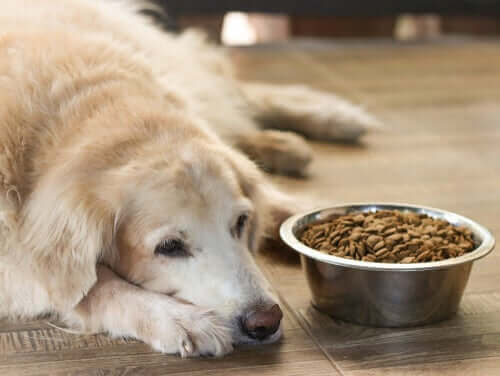 Äldre hund med dålig aptit ligger vid full matskål.